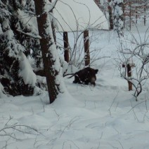 O zimowej działalności zwierząt